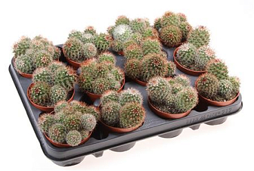 Mammillaria Ernestii Red