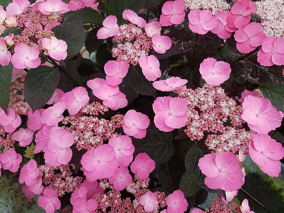 Гортензия пильчатая Даредевил
