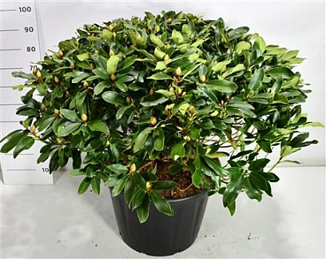 Rhododendron I Gelbe Dufthecke