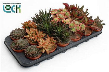 Succulent Mix Autum