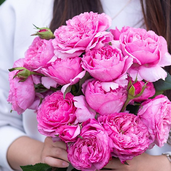 Роза парковая Хюаджю