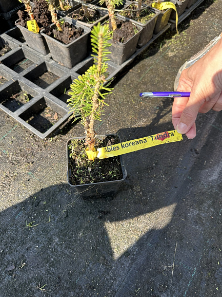 Пихта корейская Тундра