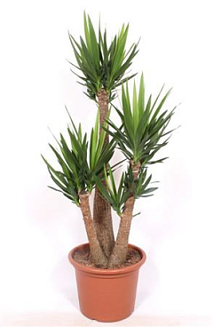 Yucca Elephantipes 3 Arms
