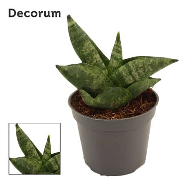 Sansevieria Boncellensis (dec)