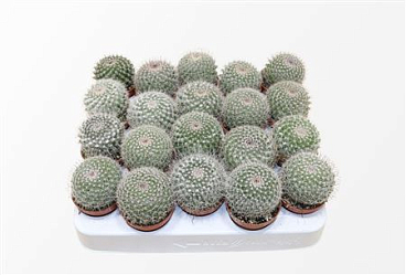 Mammillaria Hahniana