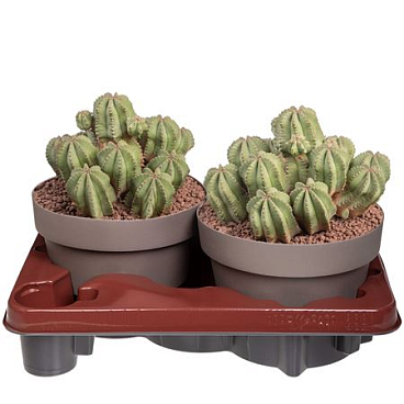 Euphorbia Fruticosa Inermis