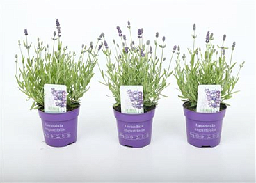 Lavandula An Ardèche Blue