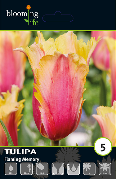 Тюльпан простой поздний Флеминг Мемори