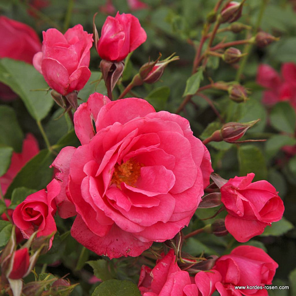 Роза флорибунда Бад Бирнбах