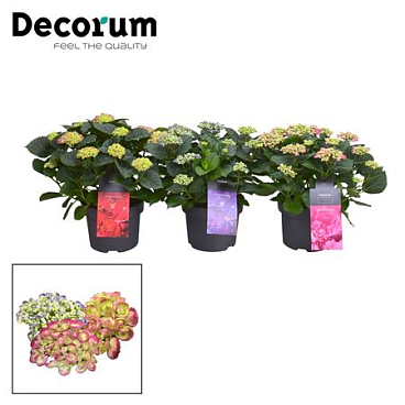Hydrangea Ma Curly Wurly Mix (decorum)