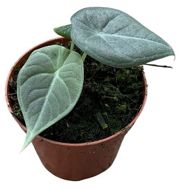 Alocasia Maharani