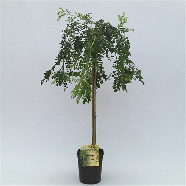 Карагана древовидная Пендула штамб 100