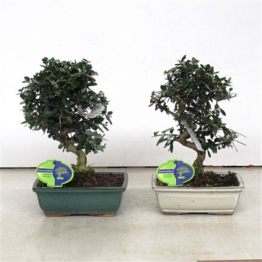 Bonsai Olea Sylvestris
