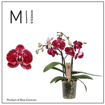 Phal 2st Spirit Red