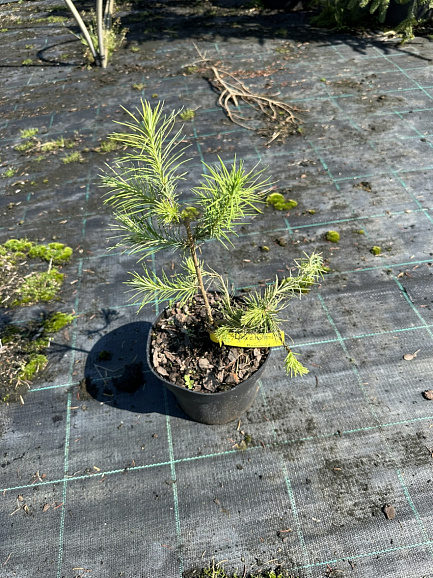 Лиственница европейская Хорстманн Рекурвед