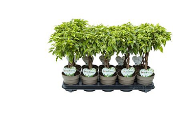 Ficus Be Lucky Twisted Stem