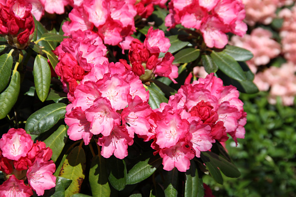 Рододендрон якушиманский Фантастика