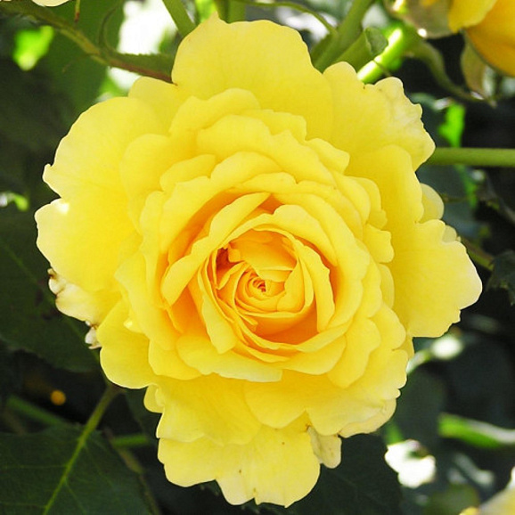 Роза флорибунда Фрезия