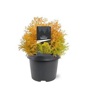 Thuja Occ Rheingold
