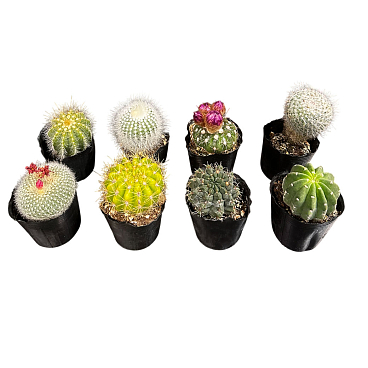 Кактус Микс (шар)