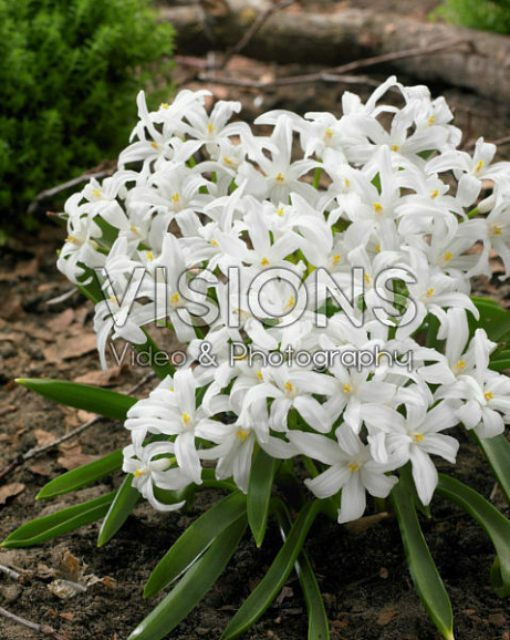 Хионодокса люцилии Альба