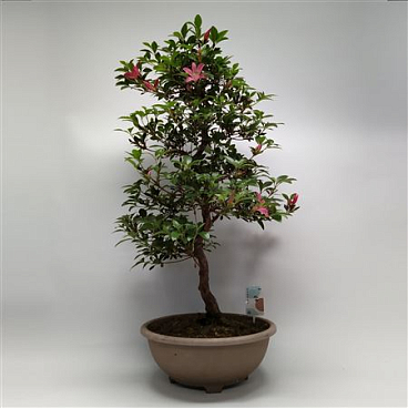 Bonsai Satsuki Azalea '