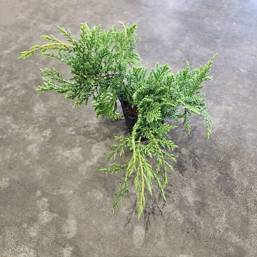 Можжевельник средний Кинг Оф Спринг