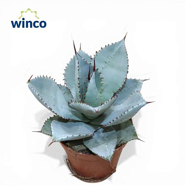 Agave Dragionis