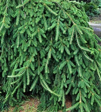 Ель обыкновенная Инверса штамб ком + горшок