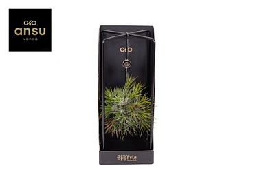 Epiphyte Collection - Tillandsia