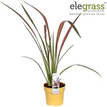Phormium Pink Flamingo