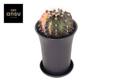 Gymno Cactus Variegated Xxl