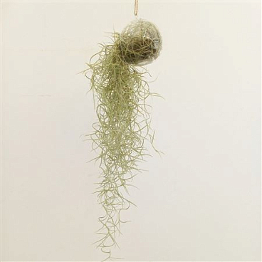 Tillandsia In Bol Glas