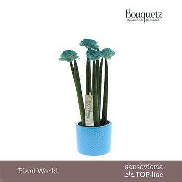 Sansevieria Top-line Bouquetz Aqua In Dots