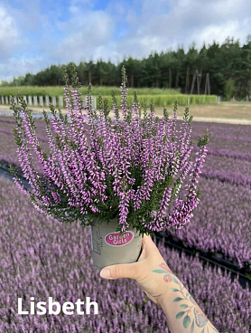 Каллуна обыкновенная Фрау Лисбет