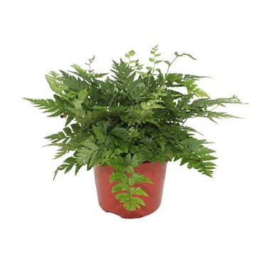 Polystichum Rigens (winterhard)
