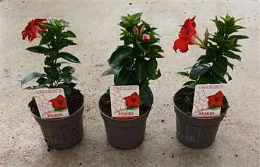 Dipladenia Rio Dark Red