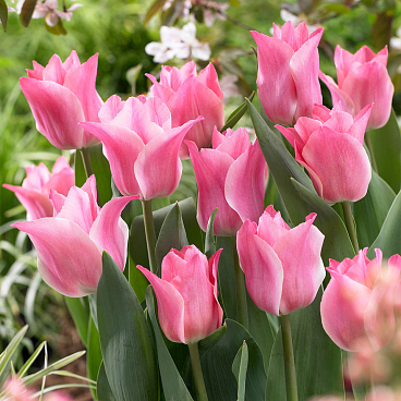 Тюльпан триумф Мисс Элеганс