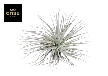Tillandsia Mini Silver