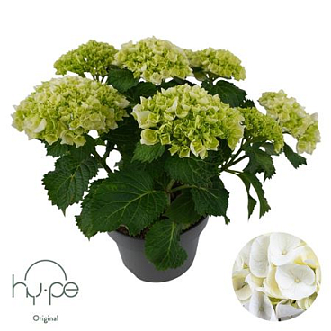Hydrangea Ma Mophead White 7+ (hy-pe)