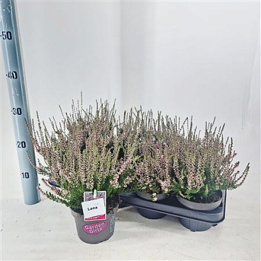 Calluna Gg Lena