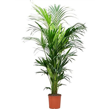 Kentia (howea) Forsteriana