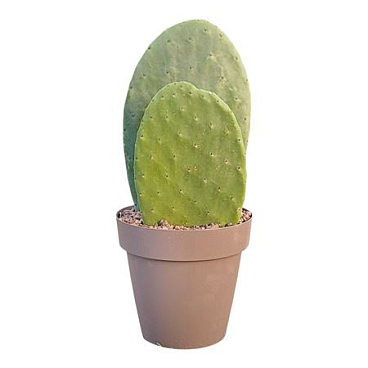 Opuntia Ficus Indica