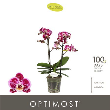 Phal 2st Optimost Bubbles