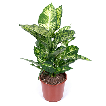 Диффенбахия Марс