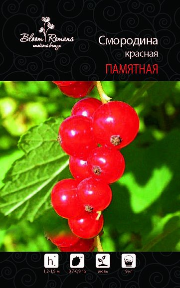 Смородина красная Памятная