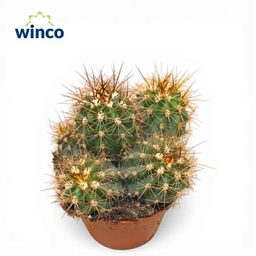 Trichocereus Atacanamensis (group)