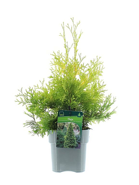 Туя западная Йеллоу Риббон