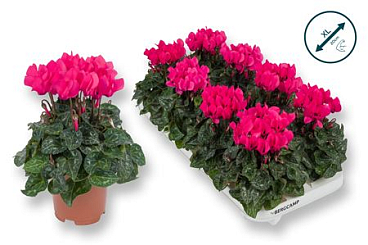 Cyclamen Compact Pink