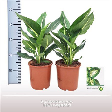 Dieffenbachia Green Magic